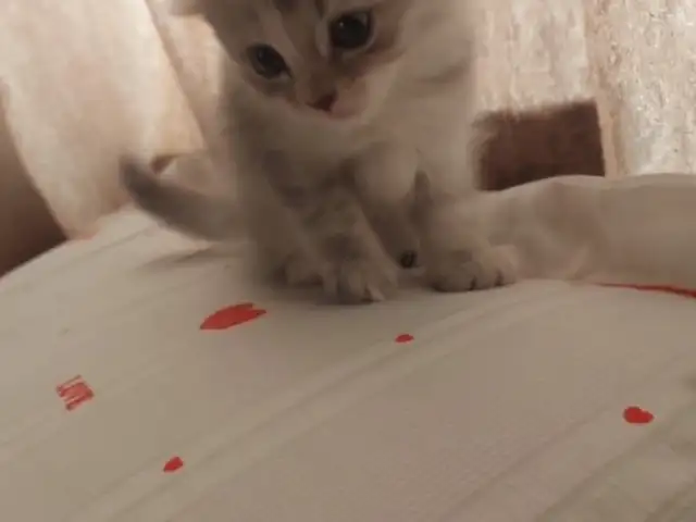 Шотландская вислоухая кошка, Душанбе