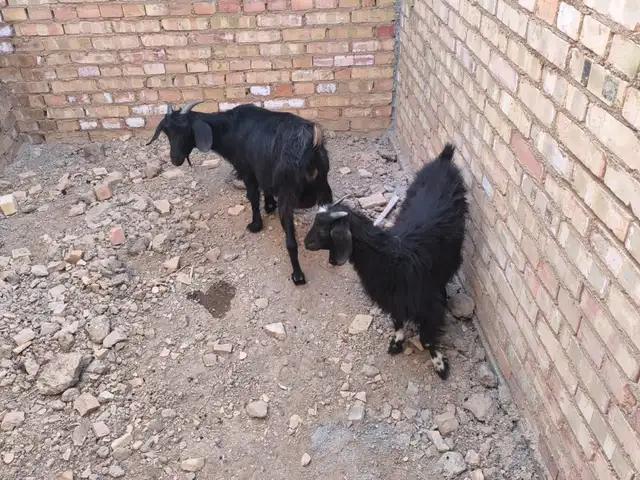 Бӯз, Вахдат
