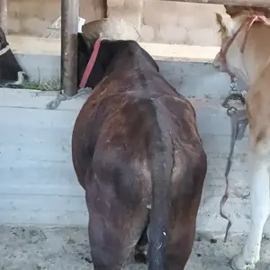 Бука, Душанбе