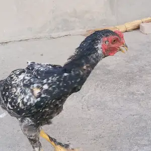 Дакан, Душанбе