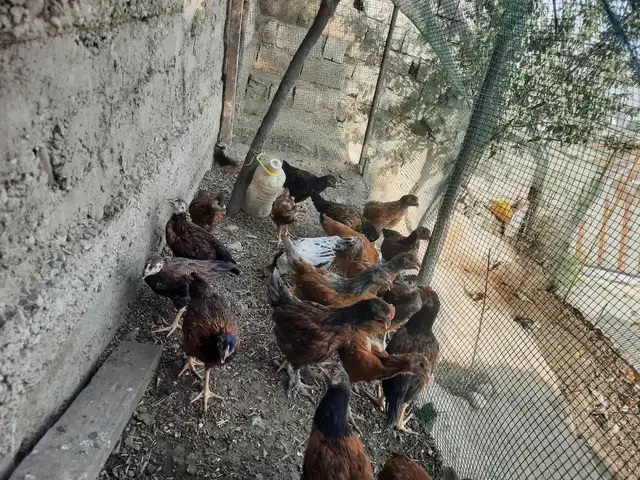 Мурги хонаги, Душанбе