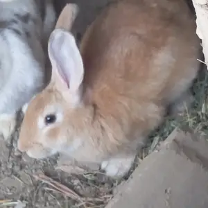 Кролик, Душанбе