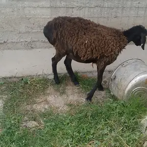 Бара, Гиссар