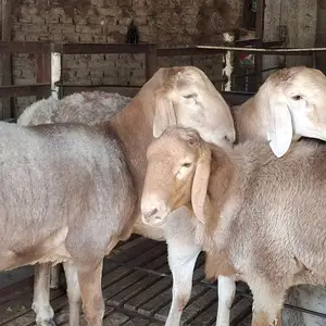 Кучкор, Худжанд