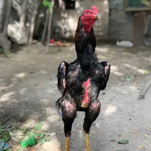 Дакан, Душанбе