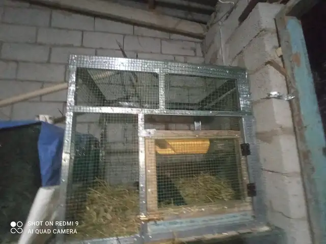 Клетка, Турсунзода
