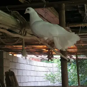 Кабутар, Норак