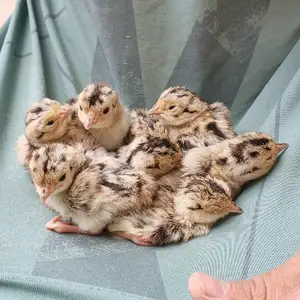 Чучаи фазан, Исфара