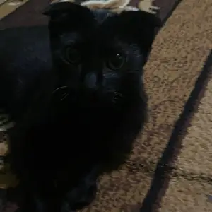 Шотланский кот, Душанбе