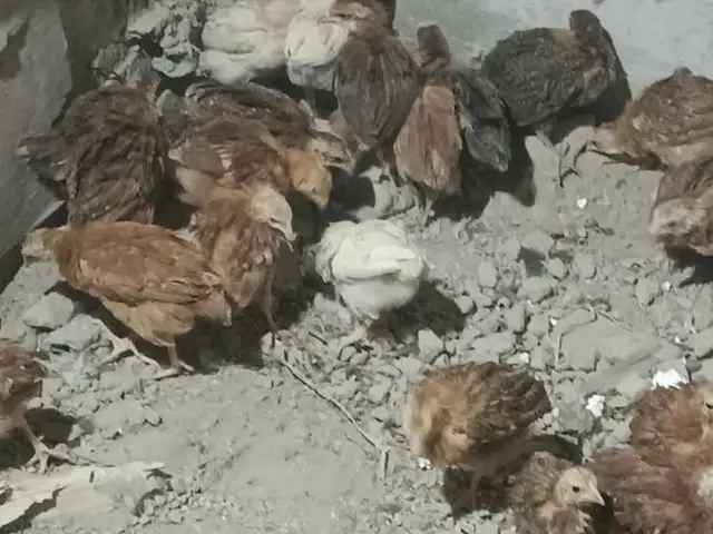 Чучаи ломан Браун, Хуҷанд