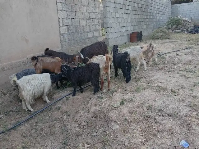 Бузхо, Душанбе