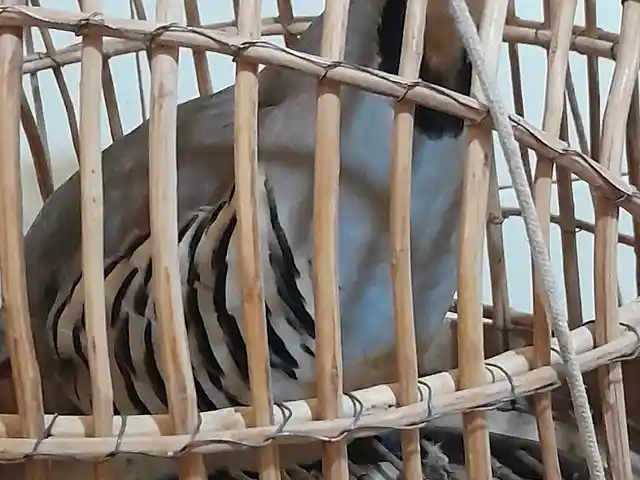 Кабк, Душанбе