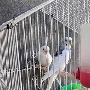 Попугай, Душанбе