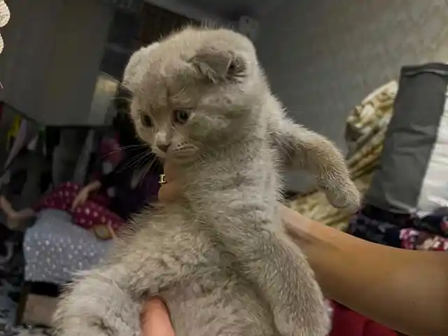 Шотландские котята, Душанбе