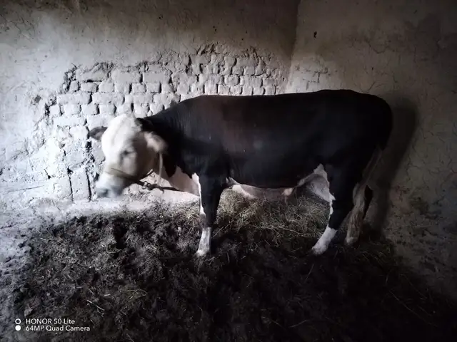 Бука, Панҷакент