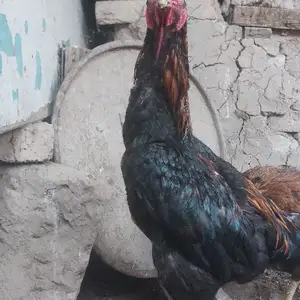 Дакан, Гиссар