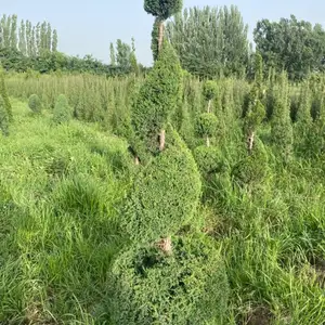 Можжевельник спираль, Душанбе
