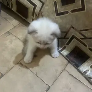 Шотландский породистый кот, Худжанд