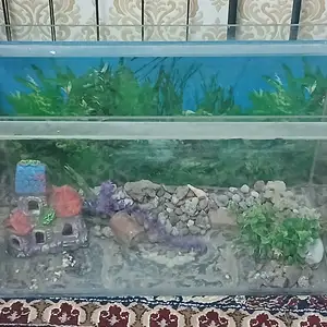 Аквариум, Худжанд