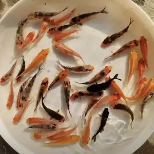 Рыбки Кои MiX, Хуҷанд