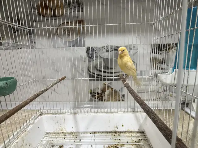 Канарейка нар, Хуҷанд
