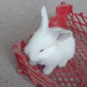 Харгушчахо, Душанбе