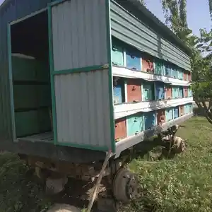 Вагон для пасеки, Душанбе