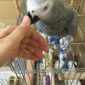 Жако, Душанбе