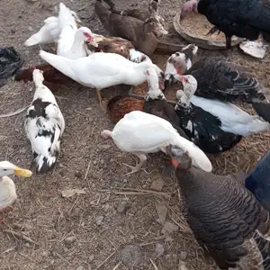 Урдакхо, Канибадам
