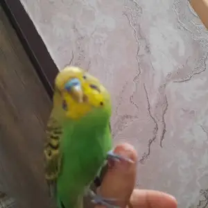 Попугай, Душанбе