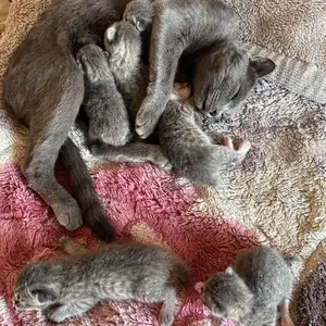 Котята шотландской вислоухой, Душанбе