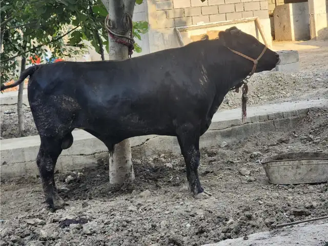 Гови букка, Хуҷанд