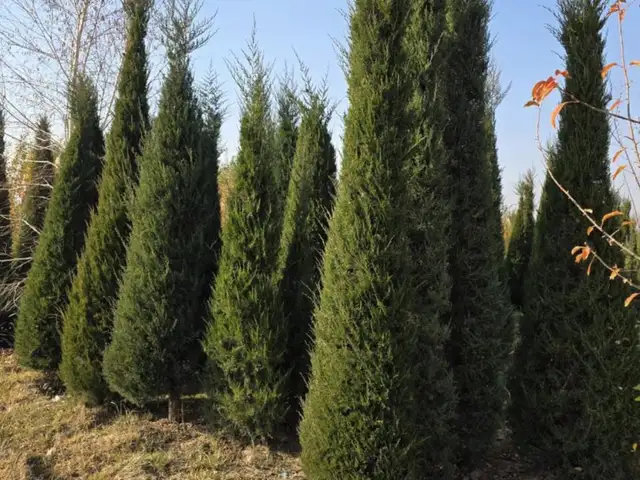 Арча, Душанбе