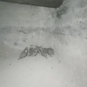 Кабкхо, Душанбе