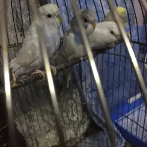 Попугай, Душанбе