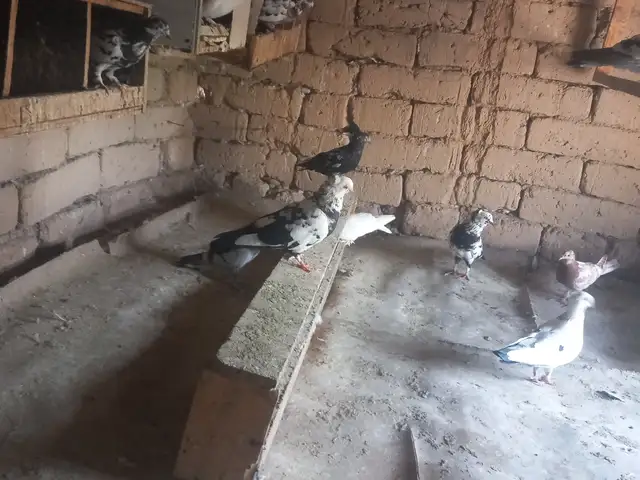 Кафтар, Душанбе