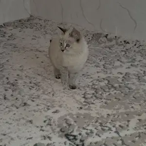 Сиамская кошка, Хуҷанд