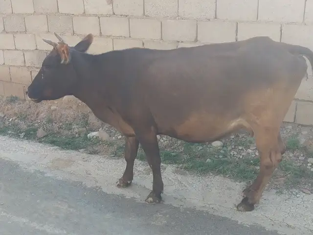 Гови хонаги, Душанбе