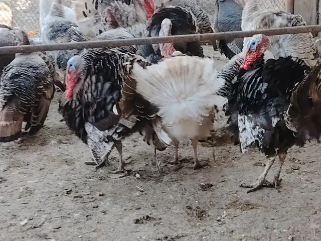 Индюки, Турсунзаде