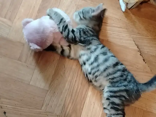 Котята даром, Душанбе - 3