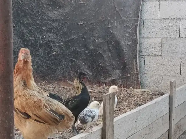 Мург Японча, Душанбе