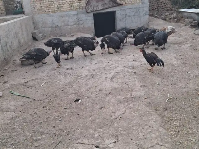 Индюки, Ҳисор