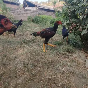 Дакан, Душанбе