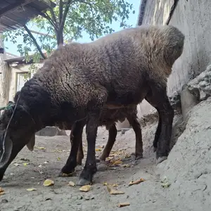 Кушкор, Хуҷанд