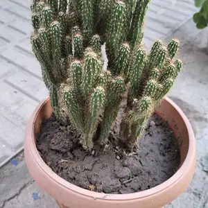 Кактус, Душанбе