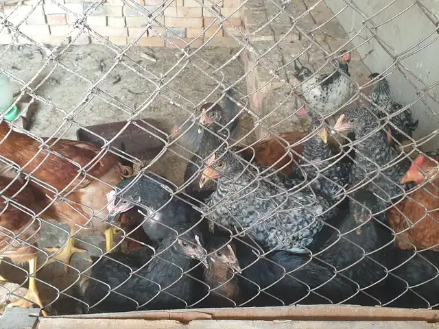 Чучаи Ломан браун корейский, Хуҷанд