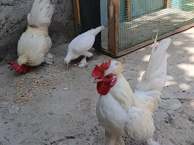 Мурги японча, Худжанд