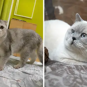 Котята, Душанбе