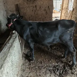 Букача, Душанбе