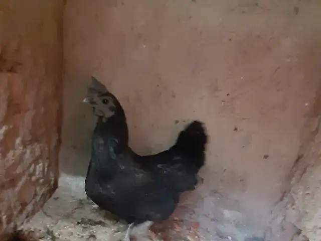 Мургу хурузу дакан, Худжанд